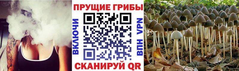 Купить закладки Володарск Псилоцибиновые грибы мухоморы